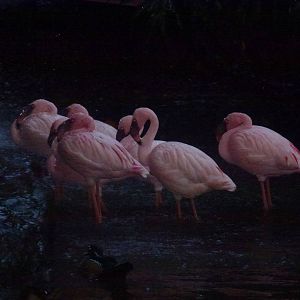 Tel Aviv bird park Zapari 29.12.12