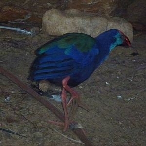 Tel Aviv bird park Zapari 29.12.12