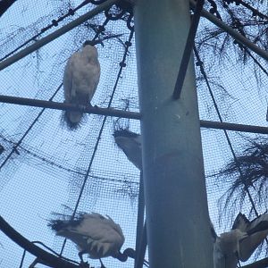 Tel Aviv bird park Zapari 29.12.12