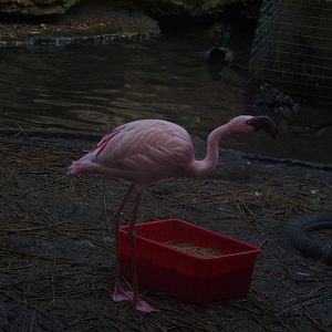 Tel Aviv bird park Zapari 29.12.12