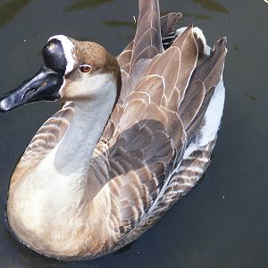 Tel Aviv bird park Zapari 24.8.10