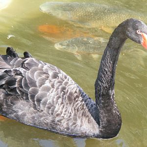 Tel Aviv bird park Zapari 24.8.10