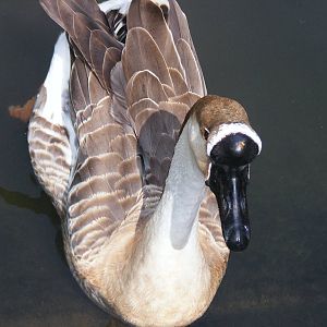 Tel Aviv bird park Zapari 24.8.10