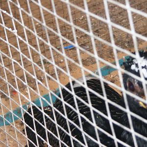 Tel Aviv bird park Zapari 24.8.10