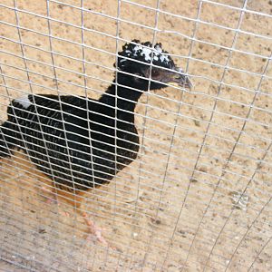 Tel Aviv bird park Zapari 24.8.10