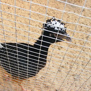 Tel Aviv bird park Zapari 24.8.10