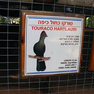 Tel Aviv bird park Zapari 24.8.10