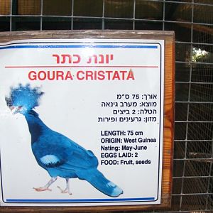 Tel Aviv bird park Zapari 24.8.10