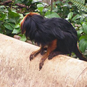 Safari Zoological Center 30.1.10