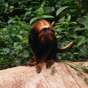 Safari Zoological Center 30.1.10