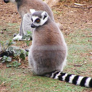 Safari Zoological Center 30.1.10