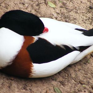 Safari Zoological Center 30.1.10