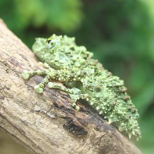 Vietnamese mossy frog