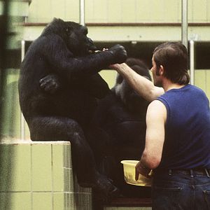 Gorilla feeding 1973