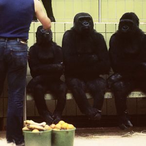 Gorilla feeding 1973