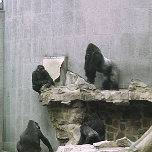 Gorilla outdoor enclosure 1973