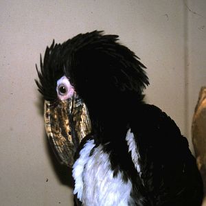 Eastern piping hornbill