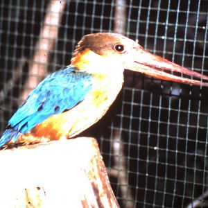 Stork-billed kingfisher