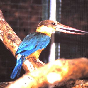 Stork-billed kingfisher