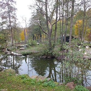 Great White Pelican, Pygmy Hippo and Black and White Colobus Exhibit