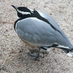 Egyptian Plover