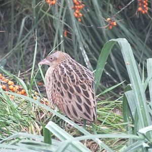 Corncrake