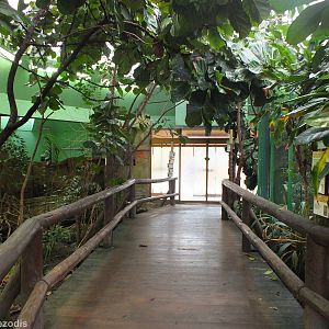 Inside of the Pygmy Hippo Building