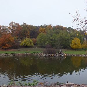 Mixed African Paddock