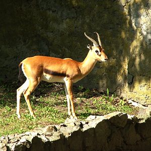 Red-fronted Gazelle at Warsaw, 10/09/2008