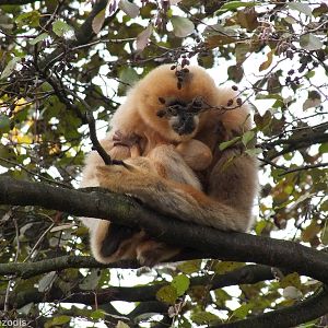 White-cheeked Gibbon with Baby