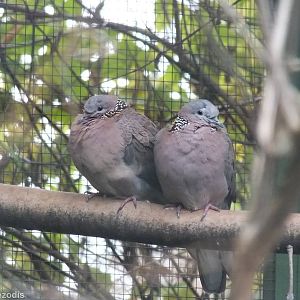 Spotted Dove
