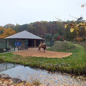Camel and Gazelle Enclosure