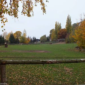 Kiang and European Bison Enclosure