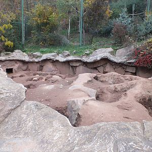 Indian Crested Porcupine Enclosure