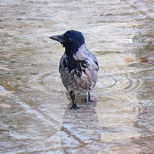 Hooded crow