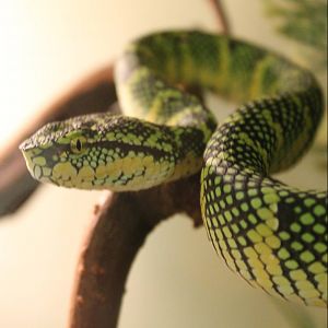 Wagler's pit viper
