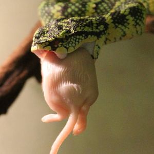 Wagler's pit viper eating
