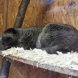 Philippine Palm Civet