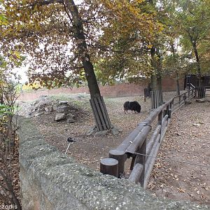 Musk Ox and Prairie Dog Enclosure