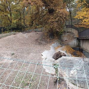 Part of Wooded Brown Bear Enclosure