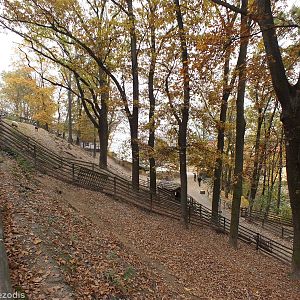 View of Domestic Sheep Enclosures
