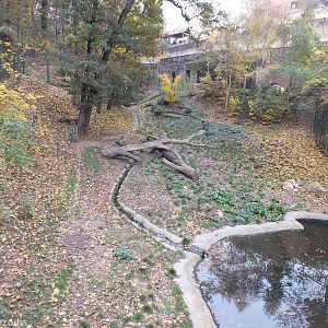 Siberian Tiger Enclosure