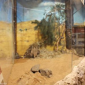 Hispid Cotton Rat and Southern Flying Squirrel Enclosure - Sonora House