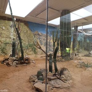 Burrowing Owl Enclosure - Sonora House