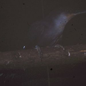 Hispaniolan lizard-cuckoo