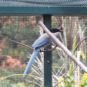 Iberian Azure-winged Magpie