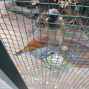 Chestnut-winged Laughingthrush