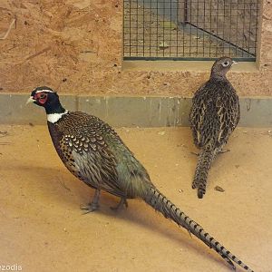 One of 12 (!) subspecies of Common Pheasant held at Plzen Zoo
