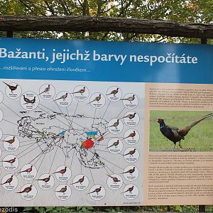 Sign About Different Common Pheasant Subspecies