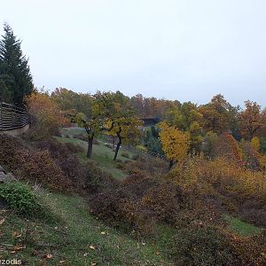 Tule Elk Enclosure